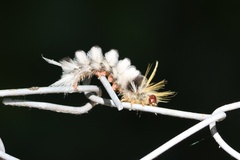 Halysidota ruscheweyhi