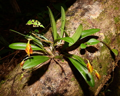 Masdevallia cuprea