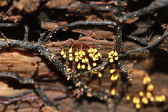 Hemitrichia