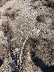 Leucocrinum montanum