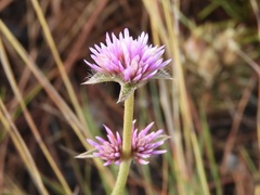 Gomphrena pulchella