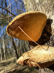 Pseudospongipellis unicolor