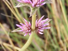 Gomphrena pulchella