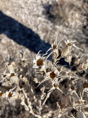Leucocrinum montanum