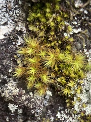 Bartramia pomiformis