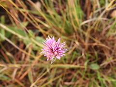 Gomphrena pulchella