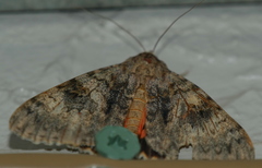 Catocala amatrix