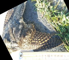Antrostomus vociferus