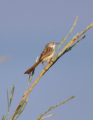Prinia lepida