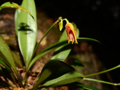 Masdevallia cuprea