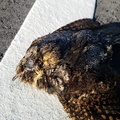 Antrostomus vociferus