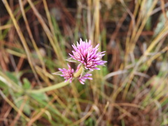 Gomphrena pulchella