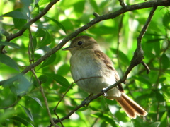Lathrotriccus euleri