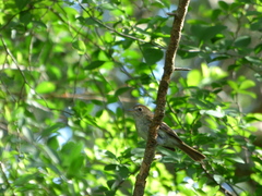 Lathrotriccus euleri