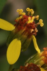 Hymenostephium cordatum