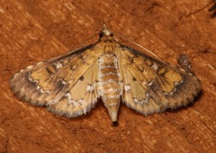 Niphograpta albiguttalis