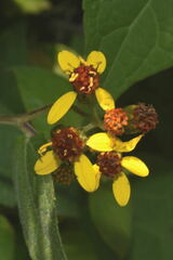 Hymenostephium cordatum