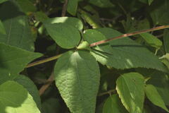 Hymenostephium cordatum