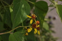 Hymenostephium cordatum