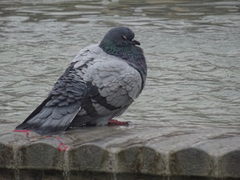 Columba livia domestica