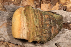 Pyrofomes juniperinus