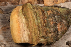 Pyrofomes juniperinus