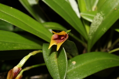 Masdevallia cuprea