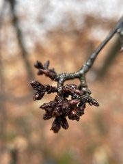 Eriophyes betulae