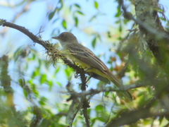 Myiarchus swainsoni