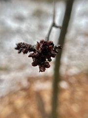 Eriophyes betulae