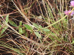 Gomphrena pulchella