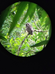 Pulsatrix perspicillata