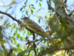 Myiarchus swainsoni