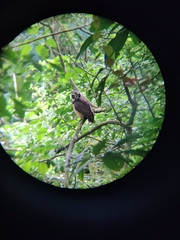 Pulsatrix perspicillata