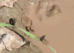 Brachygastra lecheguana