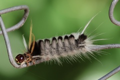 Halysidota ruscheweyhi