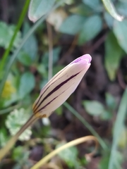 Crocus biflorus