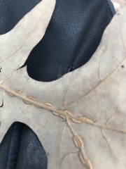 Macrodiplosis qoruca