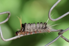 Halysidota ruscheweyhi