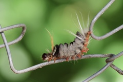 Halysidota ruscheweyhi