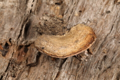 Skeletocutis lilacina