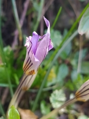 Crocus biflorus