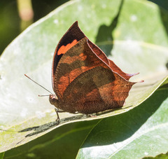 Fountainea eurypyle confusa