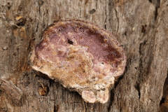 Skeletocutis lilacina