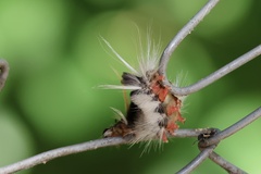 Halysidota ruscheweyhi