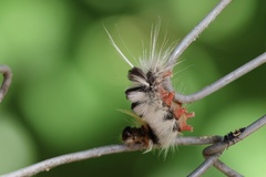 Halysidota ruscheweyhi