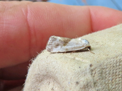 Ponometia candefacta