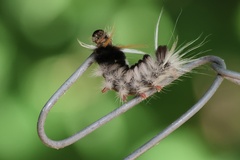 Halysidota ruscheweyhi