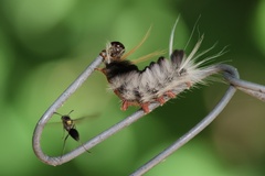 Halysidota ruscheweyhi