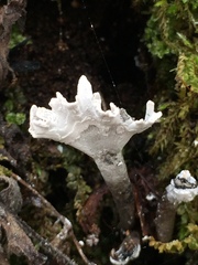 Xylaria hypoxylon